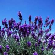 ヒメ日記 2025/04/22 06:26 投稿 大田智子 五十路マダム 愛されたい熟女たち 高松店