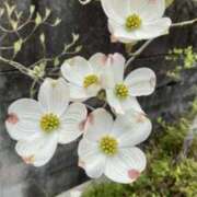 ヒメ日記 2025/04/23 06:22 投稿 大田智子 五十路マダム 愛されたい熟女たち 高松店