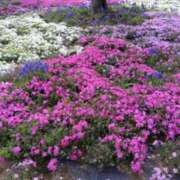 ヒメ日記 2025/04/25 06:20 投稿 大田智子 五十路マダム 愛されたい熟女たち 高松店