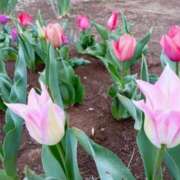 ヒメ日記 2025/04/26 06:44 投稿 大田智子 五十路マダム 愛されたい熟女たち 高松店