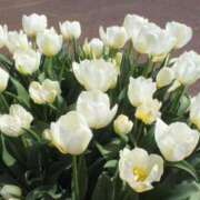 ヒメ日記 2025/04/27 06:20 投稿 大田智子 五十路マダム 愛されたい熟女たち 高松店