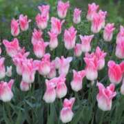 ヒメ日記 2025/04/28 06:20 投稿 大田智子 五十路マダム 愛されたい熟女たち 高松店