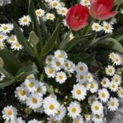 ヒメ日記 2025/04/29 06:20 投稿 大田智子 五十路マダム 愛されたい熟女たち 高松店