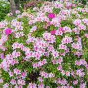 ヒメ日記 2025/04/30 06:28 投稿 大田智子 五十路マダム 愛されたい熟女たち 高松店