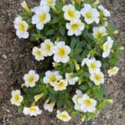 ヒメ日記 2025/05/11 06:28 投稿 大田智子 五十路マダム 愛されたい熟女たち 高松店