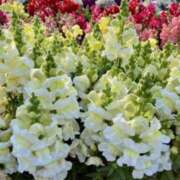 ヒメ日記 2025/05/13 06:28 投稿 大田智子 五十路マダム 愛されたい熟女たち 高松店