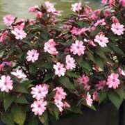 ヒメ日記 2025/05/17 07:34 投稿 大田智子 五十路マダム 愛されたい熟女たち 高松店