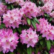 ヒメ日記 2025/05/19 06:28 投稿 大田智子 五十路マダム 愛されたい熟女たち 高松店