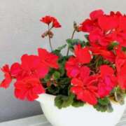 ヒメ日記 2025/05/20 06:28 投稿 大田智子 五十路マダム 愛されたい熟女たち 高松店