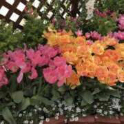 ヒメ日記 2025/05/22 06:28 投稿 大田智子 五十路マダム 愛されたい熟女たち 高松店