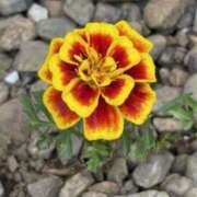 ヒメ日記 2025/05/29 06:20 投稿 大田智子 五十路マダム 愛されたい熟女たち 高松店