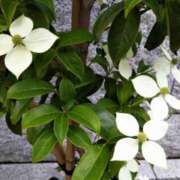 ヒメ日記 2025/06/02 06:20 投稿 大田智子 五十路マダム 愛されたい熟女たち 高松店