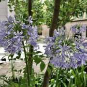 ヒメ日記 2025/06/07 06:20 投稿 大田智子 五十路マダム 愛されたい熟女たち 高松店