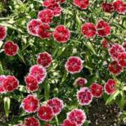 ヒメ日記 2025/06/08 07:00 投稿 大田智子 五十路マダム 愛されたい熟女たち 高松店