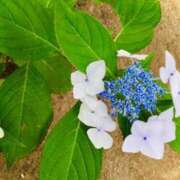 ヒメ日記 2025/06/09 06:58 投稿 大田智子 五十路マダム 愛されたい熟女たち 高松店