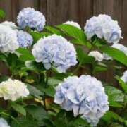 ヒメ日記 2025/06/10 06:40 投稿 大田智子 五十路マダム 愛されたい熟女たち 高松店