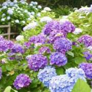 ヒメ日記 2025/06/11 06:28 投稿 大田智子 五十路マダム 愛されたい熟女たち 高松店