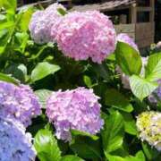 ヒメ日記 2025/06/12 06:28 投稿 大田智子 五十路マダム 愛されたい熟女たち 高松店