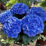 ヒメ日記 2025/06/13 06:30 投稿 大田智子 五十路マダム 愛されたい熟女たち 高松店