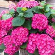 ヒメ日記 2025/06/14 06:32 投稿 大田智子 五十路マダム 愛されたい熟女たち 高松店