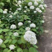 ヒメ日記 2025/06/16 06:28 投稿 大田智子 五十路マダム 愛されたい熟女たち 高松店