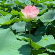 ヒメ日記 2025/06/17 06:20 投稿 大田智子 五十路マダム 愛されたい熟女たち 高松店