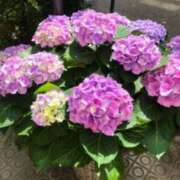 ヒメ日記 2025/06/20 06:52 投稿 大田智子 五十路マダム 愛されたい熟女たち 高松店