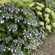 ヒメ日記 2025/06/24 06:22 投稿 大田智子 五十路マダム 愛されたい熟女たち 高松店