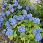 ヒメ日記 2025/06/26 06:34 投稿 大田智子 五十路マダム 愛されたい熟女たち 高松店