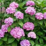 ヒメ日記 2025/06/27 06:20 投稿 大田智子 五十路マダム 愛されたい熟女たち 高松店