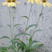 ヒメ日記 2025/07/05 06:34 投稿 大田智子 五十路マダム 愛されたい熟女たち 高松店