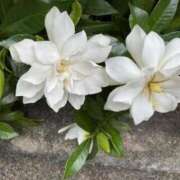 ヒメ日記 2025/07/08 06:20 投稿 大田智子 五十路マダム 愛されたい熟女たち 高松店