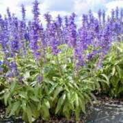 ヒメ日記 2025/07/12 06:36 投稿 大田智子 五十路マダム 愛されたい熟女たち 高松店