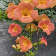 ヒメ日記 2025/07/13 06:28 投稿 大田智子 五十路マダム 愛されたい熟女たち 高松店