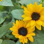 ヒメ日記 2025/07/17 06:22 投稿 大田智子 五十路マダム 愛されたい熟女たち 高松店