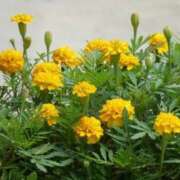 ヒメ日記 2025/07/29 06:32 投稿 大田智子 五十路マダム 愛されたい熟女たち 高松店