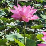 ヒメ日記 2025/07/31 06:22 投稿 大田智子 五十路マダム 愛されたい熟女たち 高松店