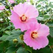 ヒメ日記 2025/08/02 06:22 投稿 大田智子 五十路マダム 愛されたい熟女たち 高松店