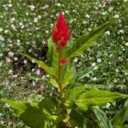 ヒメ日記 2025/08/06 06:20 投稿 大田智子 五十路マダム 愛されたい熟女たち 高松店