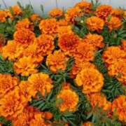 ヒメ日記 2025/08/09 06:24 投稿 大田智子 五十路マダム 愛されたい熟女たち 高松店