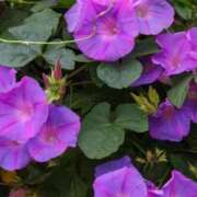 ヒメ日記 2025/08/12 06:22 投稿 大田智子 五十路マダム 愛されたい熟女たち 高松店