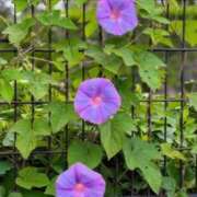 ヒメ日記 2025/08/13 06:20 投稿 大田智子 五十路マダム 愛されたい熟女たち 高松店