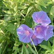 ヒメ日記 2025/08/14 06:20 投稿 大田智子 五十路マダム 愛されたい熟女たち 高松店