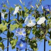 ヒメ日記 2025/08/17 06:20 投稿 大田智子 五十路マダム 愛されたい熟女たち 高松店