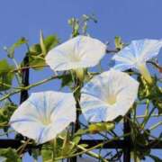 ヒメ日記 2025/08/17 20:36 投稿 大田智子 五十路マダム 愛されたい熟女たち 高松店