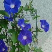 ヒメ日記 2025/08/18 06:20 投稿 大田智子 五十路マダム 愛されたい熟女たち 高松店