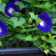 ヒメ日記 2025/08/25 06:20 投稿 大田智子 五十路マダム 愛されたい熟女たち 高松店