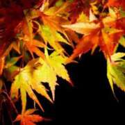 ヒメ日記 2025/11/11 18:06 投稿 大田智子 五十路マダム 愛されたい熟女たち 高松店