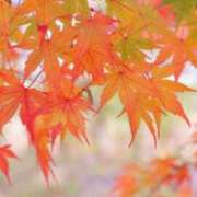 ヒメ日記 2025/11/18 18:06 投稿 大田智子 五十路マダム 愛されたい熟女たち 高松店