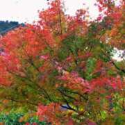 ヒメ日記 2025/11/25 19:48 投稿 大田智子 五十路マダム 愛されたい熟女たち 高松店